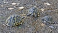Three turtles Royalty Free Stock Photo
