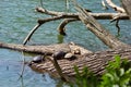 Three turtles resting on the trunk Royalty Free Stock Photo