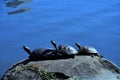 Three turtles on the rock Royalty Free Stock Photo