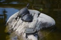 Three turtles on a rock.