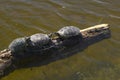 Three turtles sitting on a log in Agua Canyon in Tucson, AZ Royalty Free Stock Photo