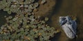 Three turtles sunbathing on rock surrounded by aquatic plant in the water