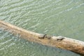 Three turtles sunning on a fallen tree in a small marsh area in Thailand Royalty Free Stock Photo