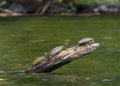 Three Turtles Sunning on a Log Royalty Free Stock Photo