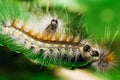 Three tussock moth caterpillars on mulberry leaf Royalty Free Stock Photo