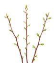 Three twigs