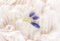 Three twigs with small purple flowers bellflowers on a delicate pastel background