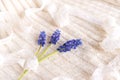 Three twigs with small purple flowers bellflowers on a delicate pastel background