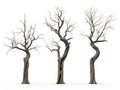 Three twisted, leafless trees standing in a row Royalty Free Stock Photo