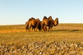 Three two-humped camels Royalty Free Stock Photo