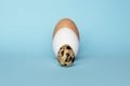 Three type of different birds eggs isolated on blue paper background. Various size and kind choice concept. Quail, egg