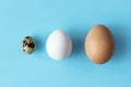 Three type of different birds eggs isolated on blue paper background. Various size and kind choice concept. Quail, egg