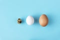 Three type of different birds eggs isolated on blue paper background. Various size and kind choice concept. Quail, egg