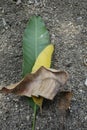 Three type of mango leaves on the ground