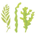 Three types of algae isolated on white background. marine flora. aquatic plants. botanical illustrations.