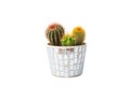 Three types of cactus plant in one pot isolated on white background. House plant. Nobody Royalty Free Stock Photo