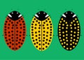 Three types of ladybirds Royalty Free Stock Photo