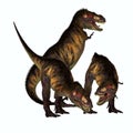 Three Tyrannosaurus Rex