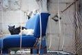 Three undomesticated cats on a blue abandoned arm-chair Royalty Free Stock Photo