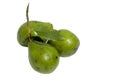 Three Unripe Avocado Pears with Stalk Attached