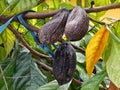 three unripe cacao still hanging from reddish-black tree stalks in the garden