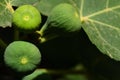 Three unripe green figs hang on the fig tree with green leaves