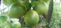 three unripe green lemons