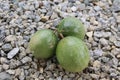 Three unripe passionfruits on stones