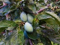 Three unripe plums on a branch with leaves