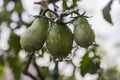 Three unripe tomatoes hang on a branch in raindrops