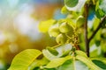 three unripe walnuts ripen on the branch on the background of a sunny day in the autumn. Close-up Royalty Free Stock Photo