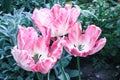 Three unusual pink coral tulips.