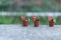 three valentine day hearts with young plants