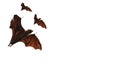 Three vampire bats flying in white background Royalty Free Stock Photo