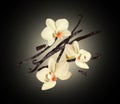 Three vanilla flowers with dried sticks in the air on a black background Royalty Free Stock Photo