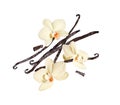 Three vanilla flowers with dried sticks in the air on a white background Royalty Free Stock Photo