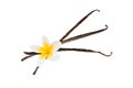 Three vanilla pods with a flower on white