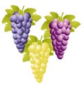 Three varicoloured clusters of vine on a white background