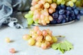 Three varieties of fresh ripe grapes on a gray background. Harvest. Fresh summer fruits.