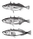 Three varieties of sticklebacks, vintage engraving