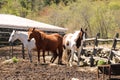 TO each their own.. Variety of horses.. white, brown, and brown and white, Farm in Millbury Ma Royalty Free Stock Photo