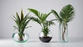 Three Various type of Tropical house plant in modern glass vase For use as a indoor house plant decoration isolated on white Royalty Free Stock Photo