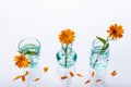 Three vase and flowers on white background. Royalty Free Stock Photo