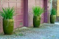 Three vases or pots with tropical plants near bergundy garage doors with leaves fallen from trees on cement driveway