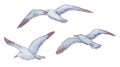 Three vector flying seagulls stylized as watercolor Royalty Free Stock Photo
