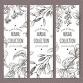Three vector tea labels with lime tree, mistletoe and barberry