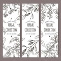Three vector tea labels with lime tree, mistletoe and barberry Royalty Free Stock Photo