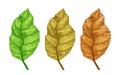 Three vector tobacco leaves with veins