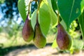 Three verdant green pears growing in the garden