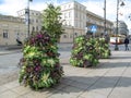 Three vertical flower beds decorated with cauliflower on a Warsaw street in autumn bright day